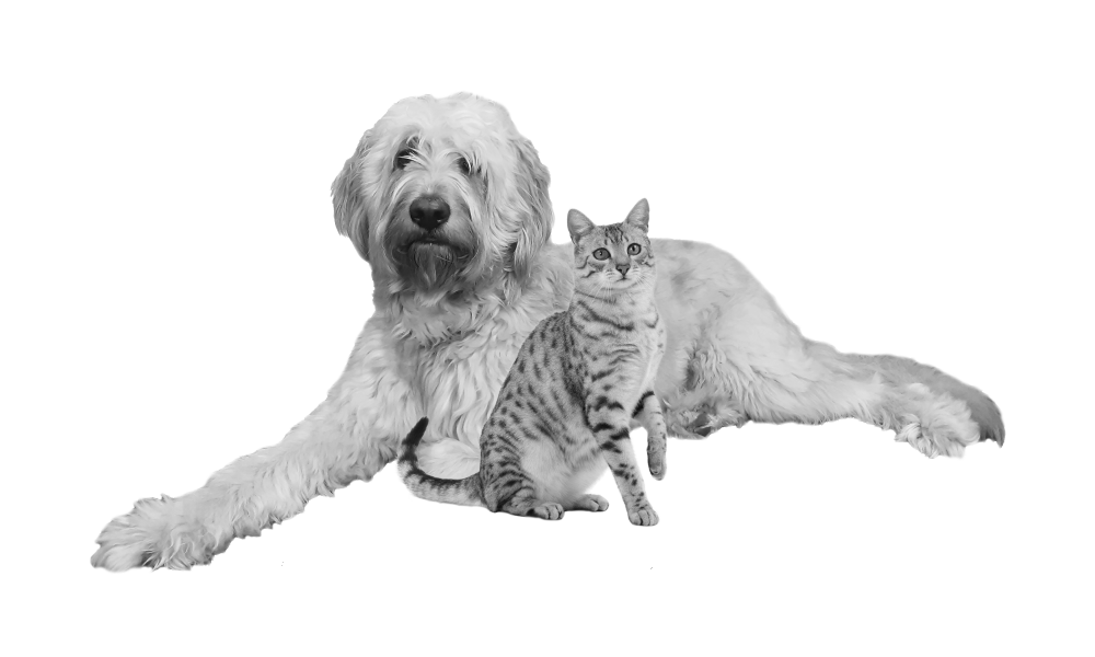 LOGO-CHIENS-CHAT-all-1000x600