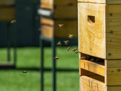 Hives,In,Apiary,On,The,Roof,Of,Modern,Building,In